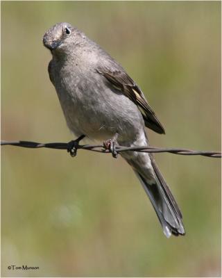 Townsend's  Solitaire