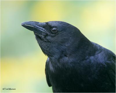 American Crow