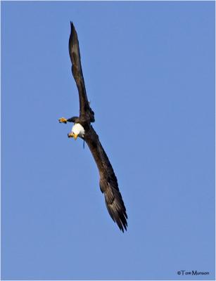 Bald Eagle