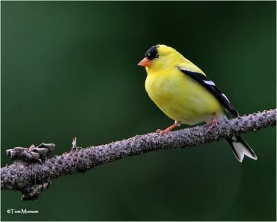 American Goldfinch