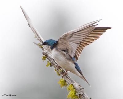 Tree Swallow