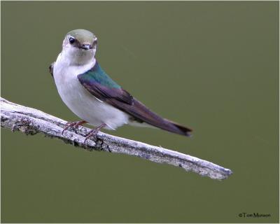 Violet-green Swallow