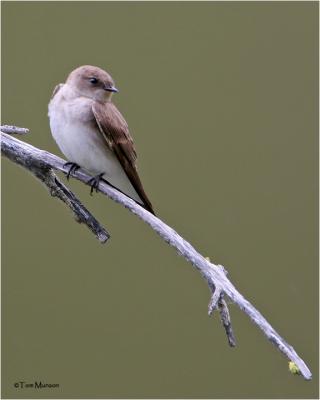 Northern Rough-winged Swallow