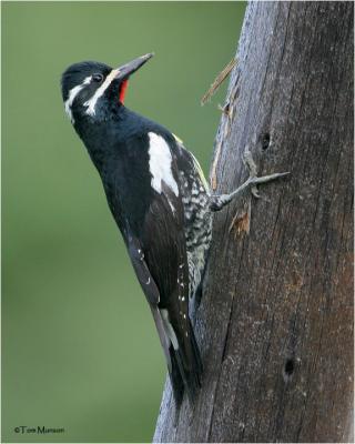 Williamson's Sapsucker (male)