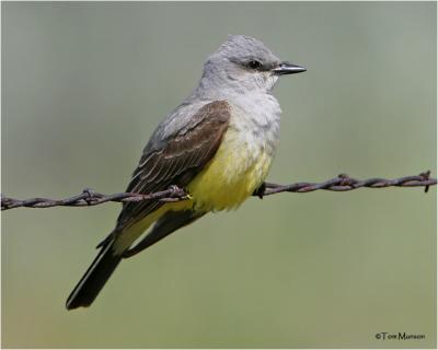 Western Kingbird