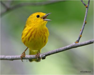 Yellow Warbler