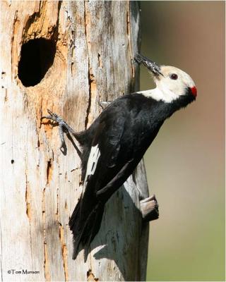White-headed Woodpecker  (male)