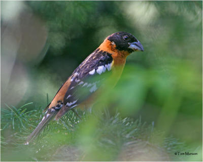 Black-headed Grosbeak