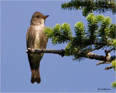 Olive-sided Flycatcher