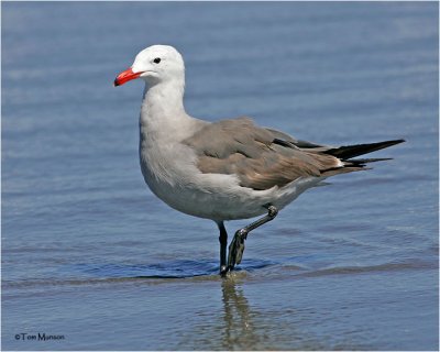 Heermann's Gull