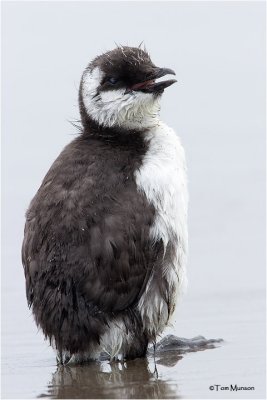 Common Murre ??( juv but Im not sure of the species)