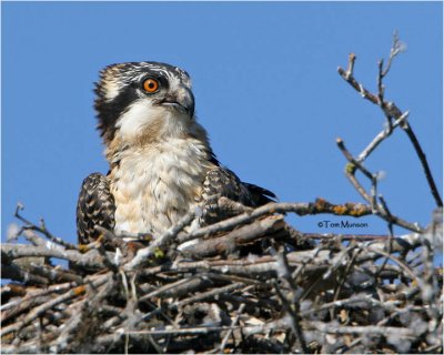Osprey (juvenile)