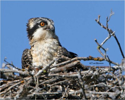 Osprey (juvenile)