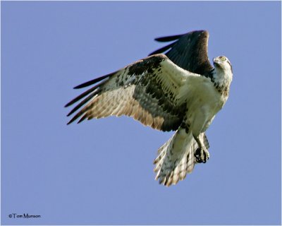 Osprey