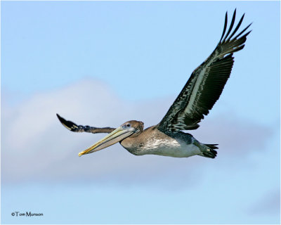 Brown Pelican