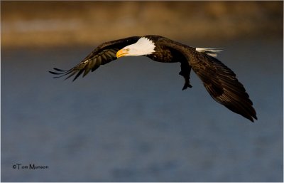 Bald Eagle