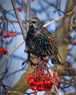 European Starling