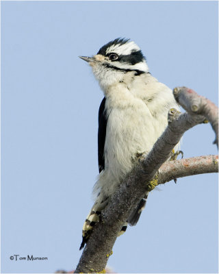 Downy Woodpecker   (female)