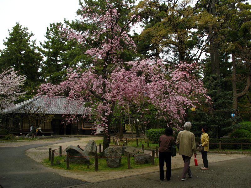 Weeping cherry blossom, Nagoya-jō