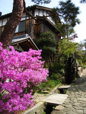 Spring flowers in Magome