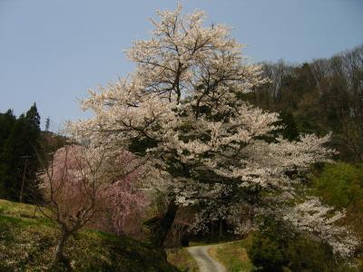 White and pink sakura beside the path
