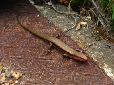 Skink along the hike