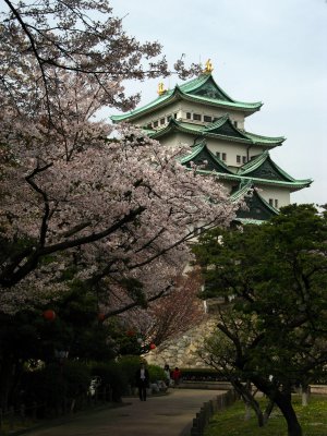 Donjon and sakura, Nagoya-jō