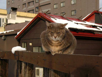 Perched local cat