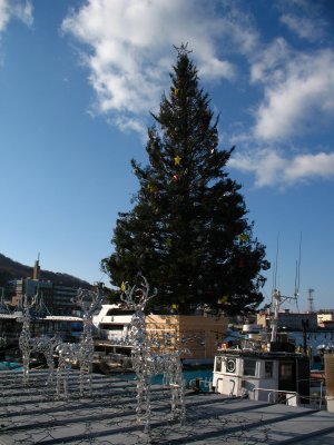 Christmas tree and rooftop reindeer displays