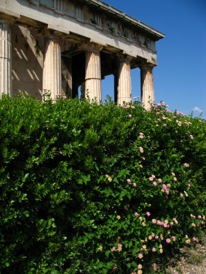 Flowering bush beside Temple of Hephaestus