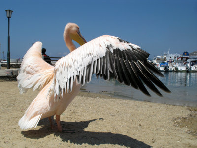 Pelican stretching its wings