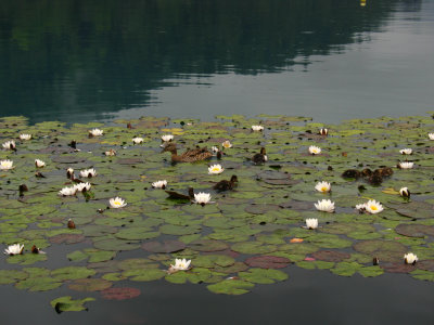 Ducklings and mother among the lilypads