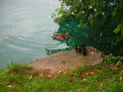 Mother duck waiting for her timid ducklings