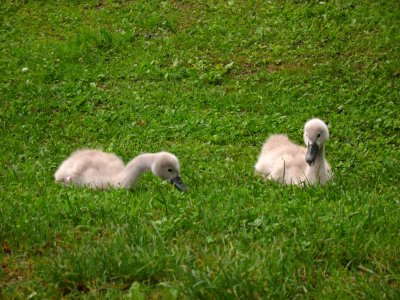 Cygnets in the grass
