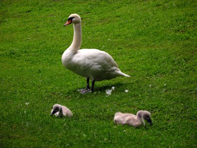 Mother swan with her cygnets