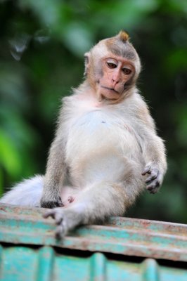 Monkey in Phuket Island.Thailand.