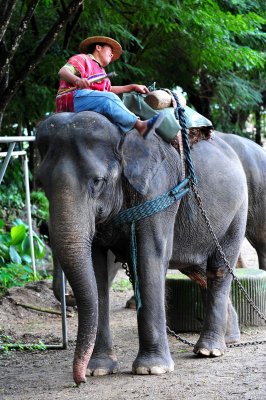 Elephant show,Chiang Mai. Thailand