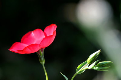 Flower of  South Coast Botanic Garden