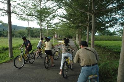 Riding bicycle at tea farm