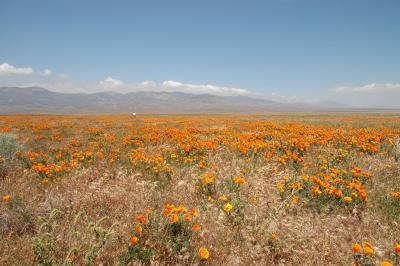 Poppy Reserve/ Antelope Valley, 2006