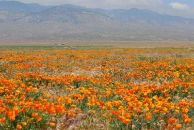 Poppy Reserve/ Antelope Valley, 2006