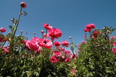 Carlsbad Flower Fields. 2006