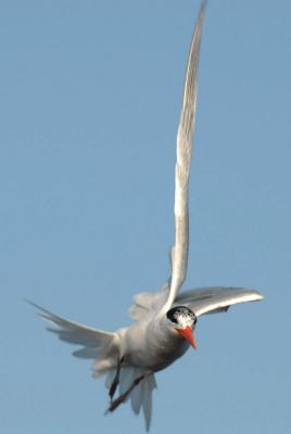 Birds/Caspian(Forster's) Tern