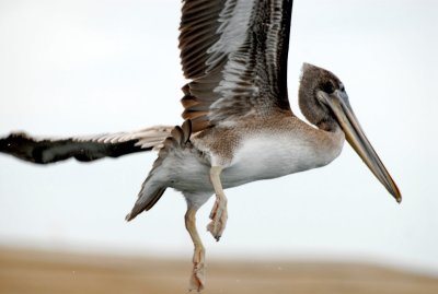 Pelican hunting. Step 17. Fly away.