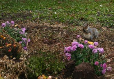 Chow Squirrel Fat