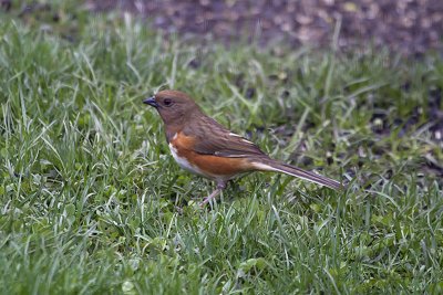 _MG_0661-Eastern_Towhee.jpg