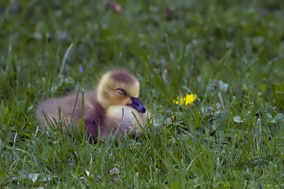 _MG_0930-Canada_Goose_Gosling.jpg