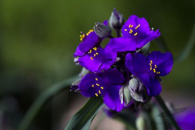 06/14/2011 - _MG_1705.jpg