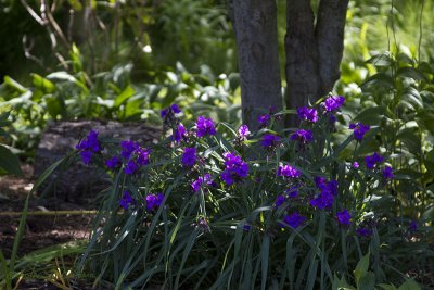 Spiderwort-_MG_1929.jpg