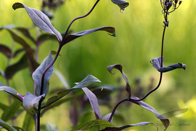 07/05/2011 - _MG_2241.jpg